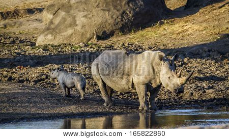 Southern white rhinoceros in Kruger National park, South Africa ; Specie Ceratotherium simum simum family of Rhinocerotidae