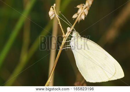 Belyanka (lat. Pieridae) - butterflies with white wings and with a clavate antenna