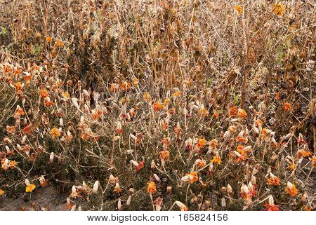 dried dill, fennel flowers and dill seeds outdoor on greenery background at the sunset , selective focus