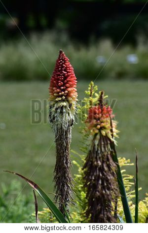 Kniphofia flower in botanical garden in Brno