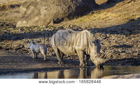 Southern white rhinoceros in Kruger National park, South Africa ; Specie Ceratotherium simum simum family of Rhinocerotidae