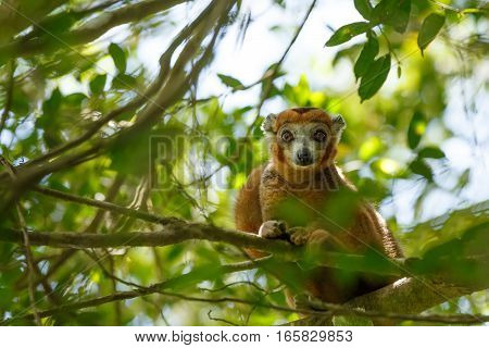 Crowned Lemur Ankarana National Park, Madagascar