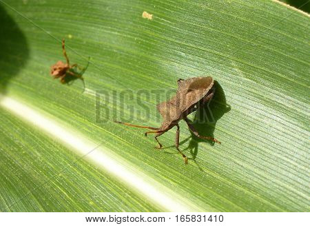 Picture of two little bugs standing on a leaf