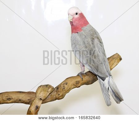 Colorful Parrot Landed On Branch, Isolated On White, Galah