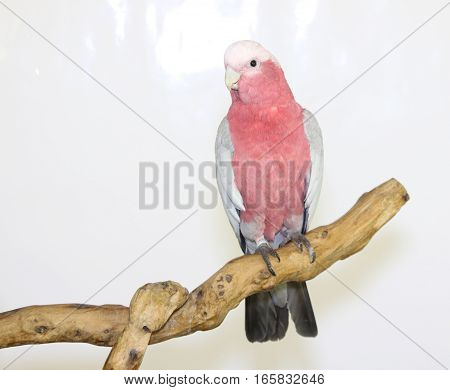 Colorful Parrot Landed On Branch, Isolated On White, Galah
