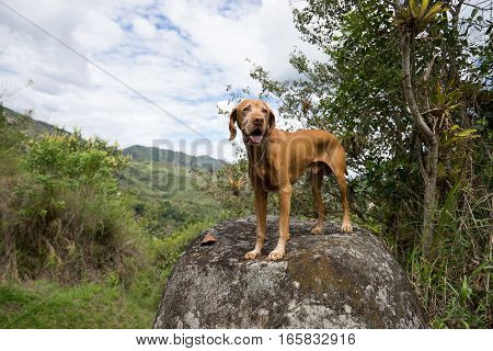 golden vizsla dog on a boulder in Tierradentro Colombia