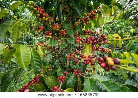 coffee bush in Tierradentro region of Colombia