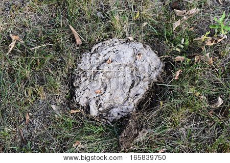 Dried cow dung in the grass. The excrement of livestock.