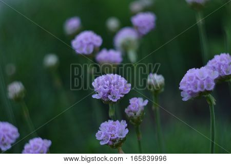 flowers summer hot цвет цветы сад garden
