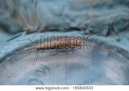 Insect Feeding On Paper - Silverfish