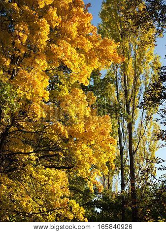 Various trees in the autumn - autumn colors