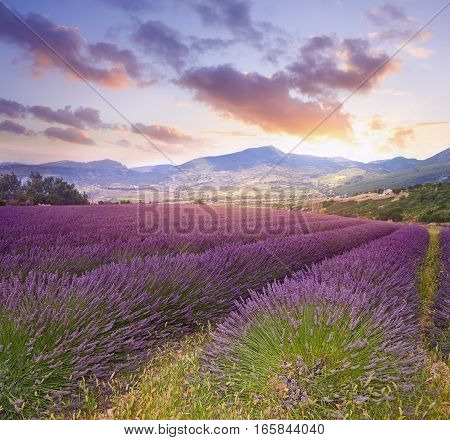 Summer sunset landscape with lavender field at sunset