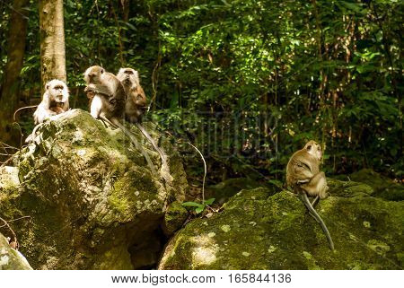 Group of monkeys on rocks near Air Terjun Temurun