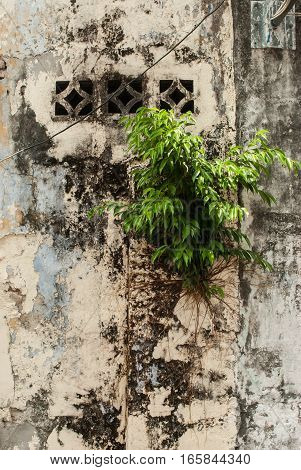 Small tree growing on wall in Geroge Town, Penang