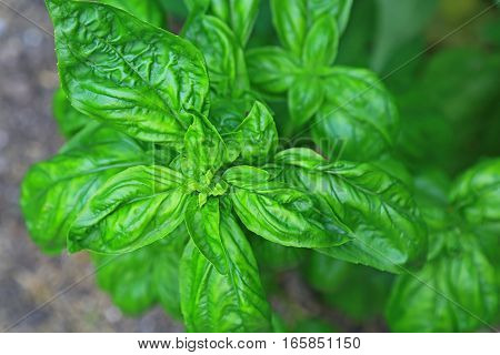 Basil (Ocimum basilicum) in the garden patch