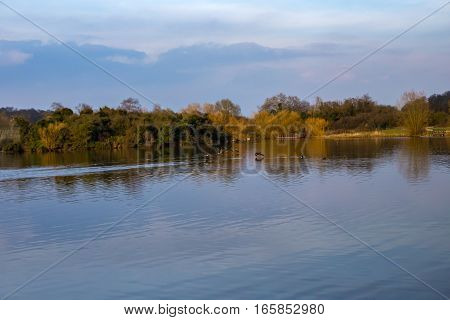 Lake and forest in the springtime.  Shot of wildlife on the lake at Hainault Country Park in the spring on a late afternoon where the light was beautifu.