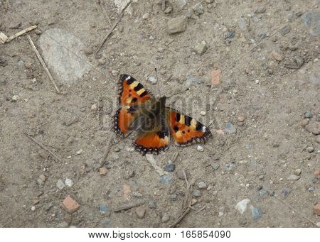 Photo of a butterfly resting on a dry ground