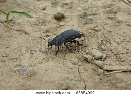 Photo of a black beetle standing on a dry soil
