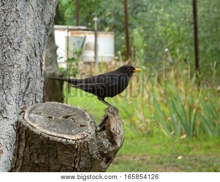 Picture of a male blackbird sitting on a wooden stump