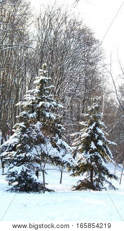 A winter sunny day is in a park. Trees are snow-capped.