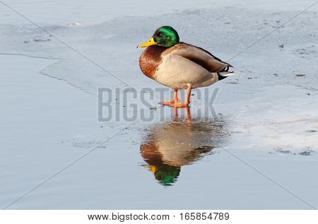 mallard duck on icy lake during winter