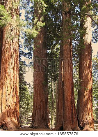 A group of giant sequoia trees in Sequoia National Park - California