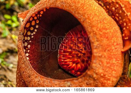 Rafflesia arnoldii in the cameron highlands on a vine
