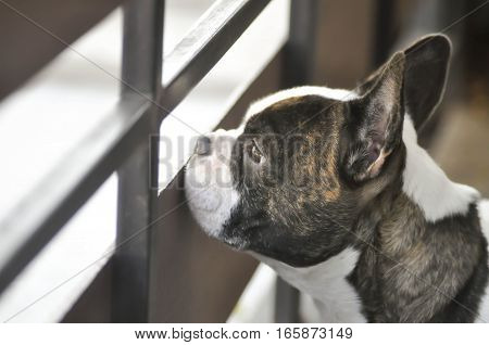 an absent minded French bulldog or a French bulldog near the fence