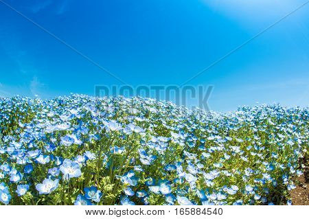A very vast Nemophila plain in Ibaraki Hitachihama Beach Park