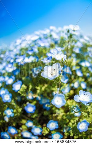 A very vast Nemophila plain in Ibaraki Hitachihama Beach Park