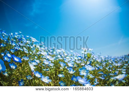 A very vast Nemophila plain in Ibaraki Hitachihama Beach Park