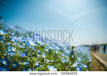 A very vast Nemophila plain in Ibaraki Hitachihama Beach Park
