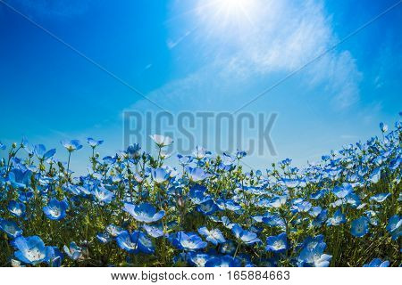 A very vast Nemophila plain in Ibaraki Hitachihama Beach Park