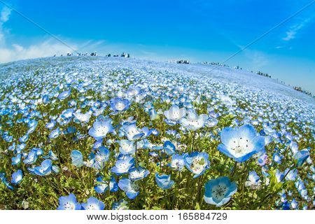 A very vast Nemophila plain in Ibaraki Hitachihama Beach Park