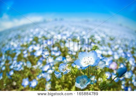 A very vast Nemophila plain in Ibaraki Hitachihama Beach Park