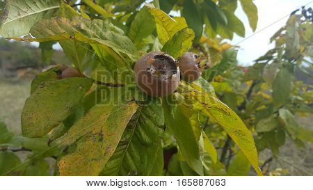 A few medlars in fruit tree in autumn