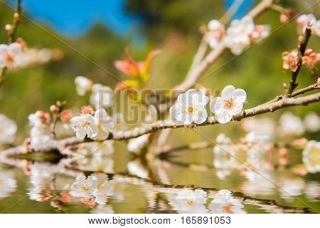 White Peach Blossom Flower, Plum Flower Or Peach Tree