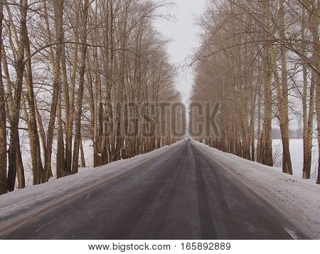 View of the highway in the winter of the avenue of high trees going lengthways