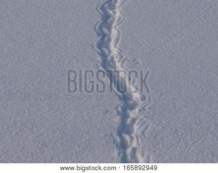 Traces of unprecedented animals on friable new-fallen snow