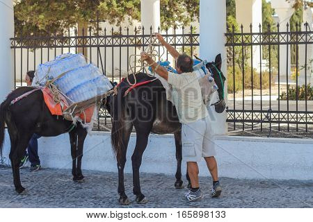 Image of traditional Greek donkeys in Oia on Santorini island in Greece