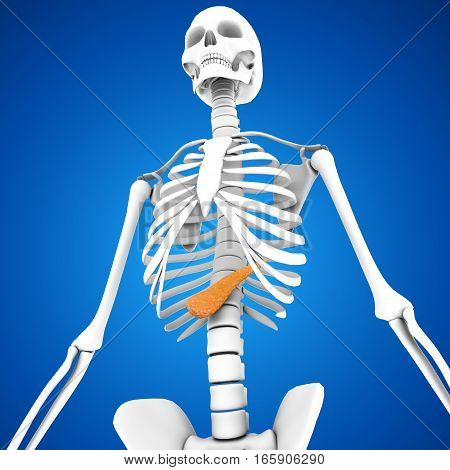 The pancreas is a glandular organ in the digestive system and endocrine system of vertebrates. In humans, it is located in the abdominal cavity behind the stomach.