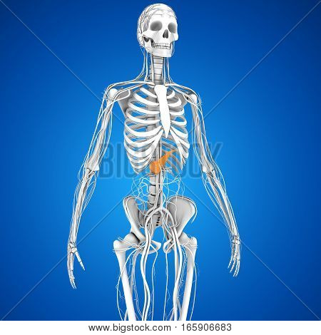 The pancreas is a glandular organ in the digestive system and endocrine system of vertebrates. In humans, it is located in the abdominal cavity behind the stomach.