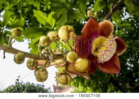 Big exotic flower found on the territory of a Buddhist monastery