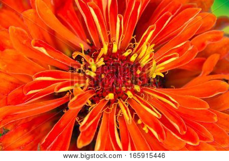 Red Flower Of Youth-and-age, Zinnia Elegans, Macro