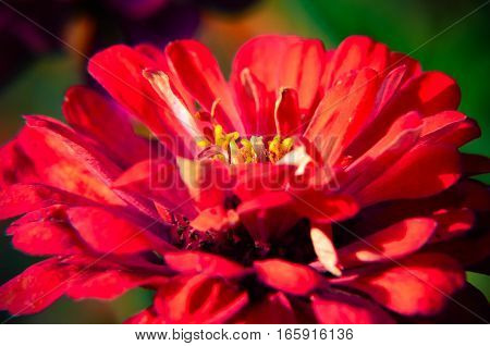 Red Flower Of Youth-and-age, Zinnia Elegans, Macro