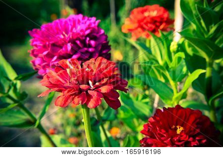 Red Flower Of Youth-and-age, Zinnia Elegans, Macro