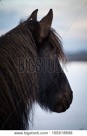 Farm animal - Portrait Friesian horse in winter