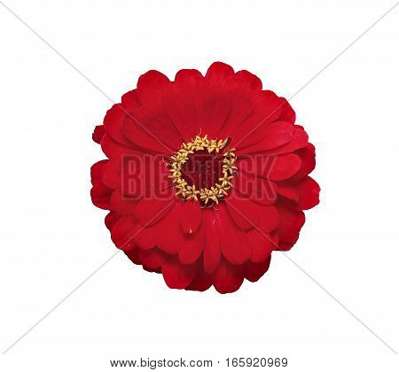 Bright red flower zinnia isolated on white background
