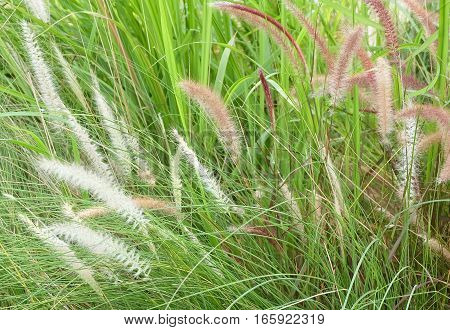 Feather Pennisetum or Mission Grass with Flower in The Garden for Home and Building Decoration.