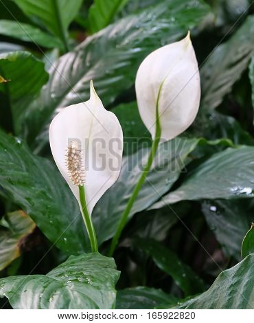 Beautiful Flower White Anthurium Flowers or Flamingo Flowers for Garden Decoration.